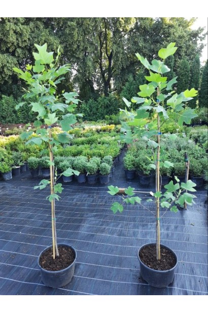 Тюльпановое дерево/Ліріодендрон Ауреамаргіната - 7,5л/вис.150-170см/Ø25-35см/